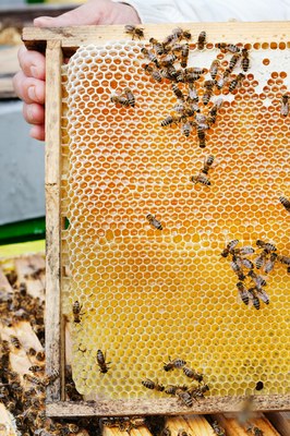 IngerMarieGrini_Honning_MG_1856.jpg Queen breeding